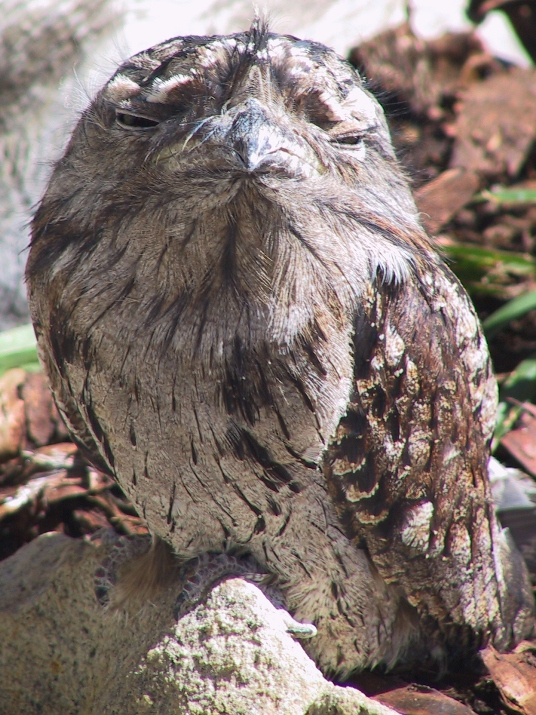 frogmouth